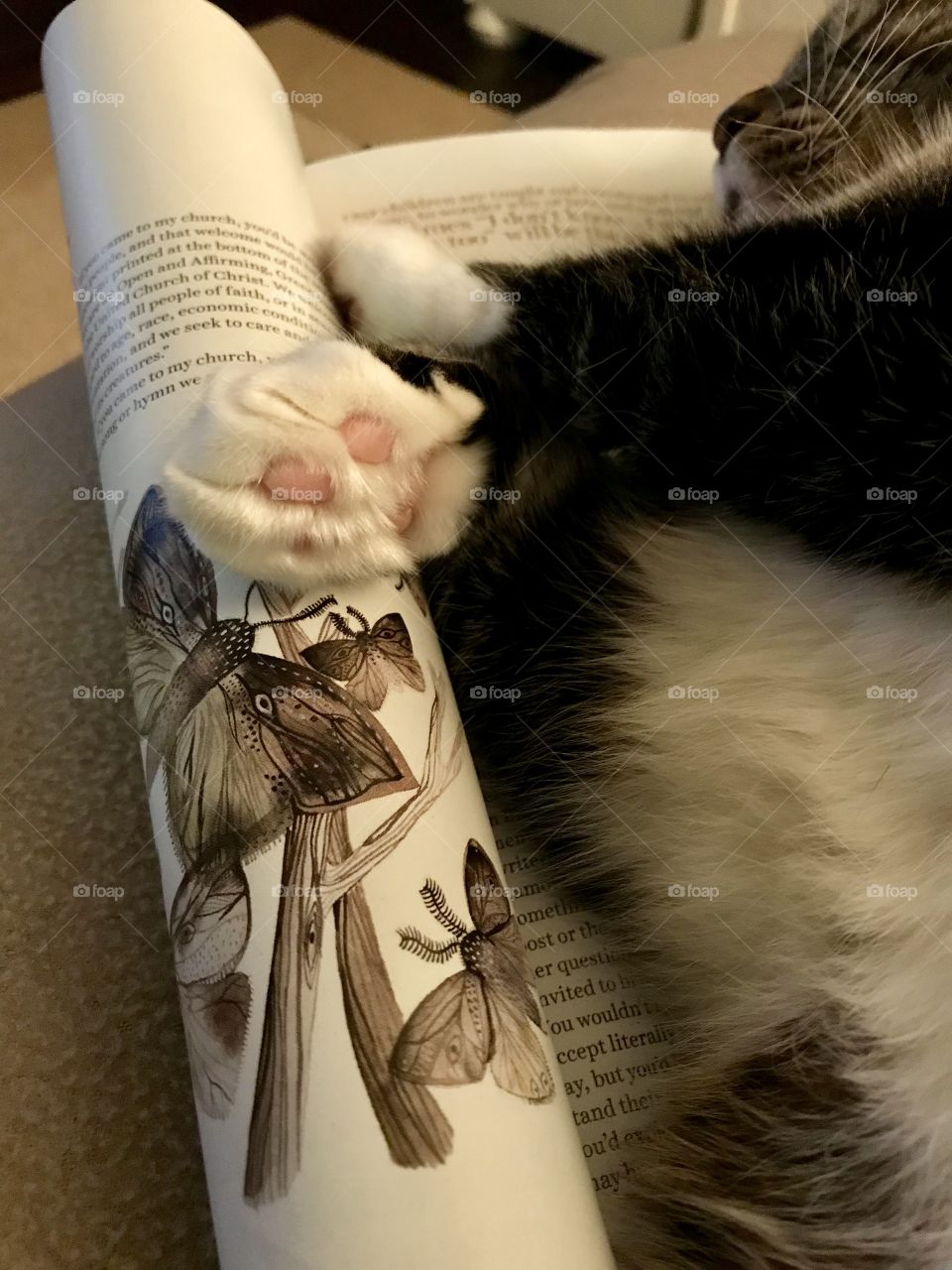 Daphne, our cat, sleeping on a magazine with her paw out. 