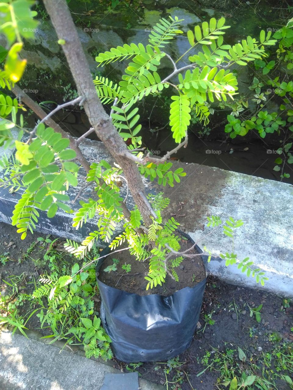 Planting a tree on yard