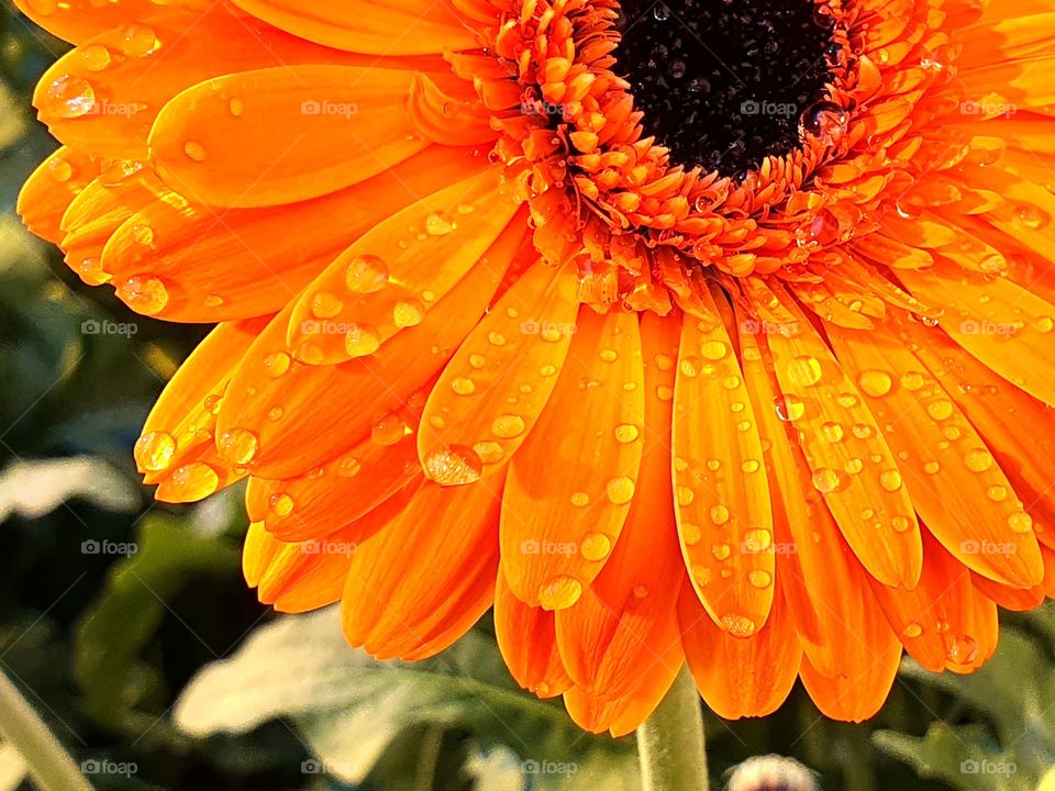 wet gerbera