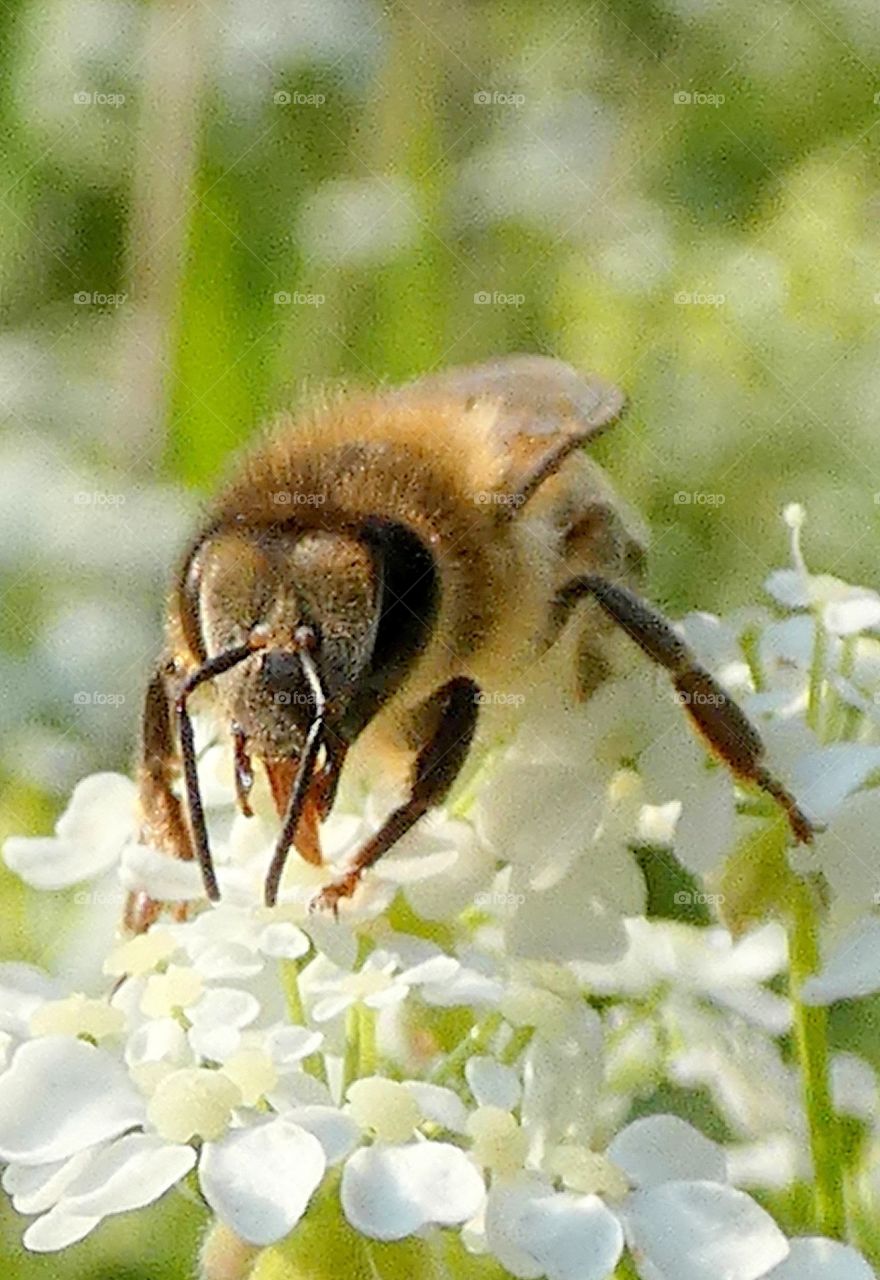 Honney bee