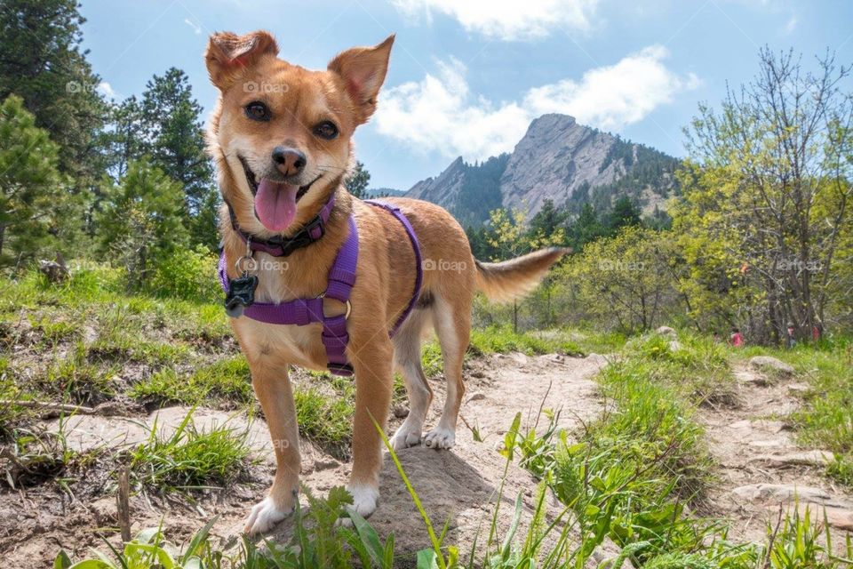 Dog exploring the mountain trail