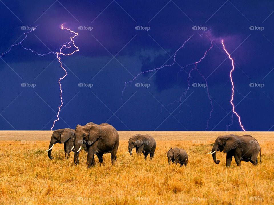 Elefant Animals Photos