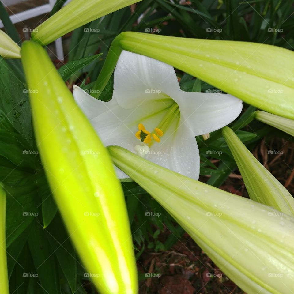 Angel Trumpet in bloom amongst large buds in my garden early in the morning.