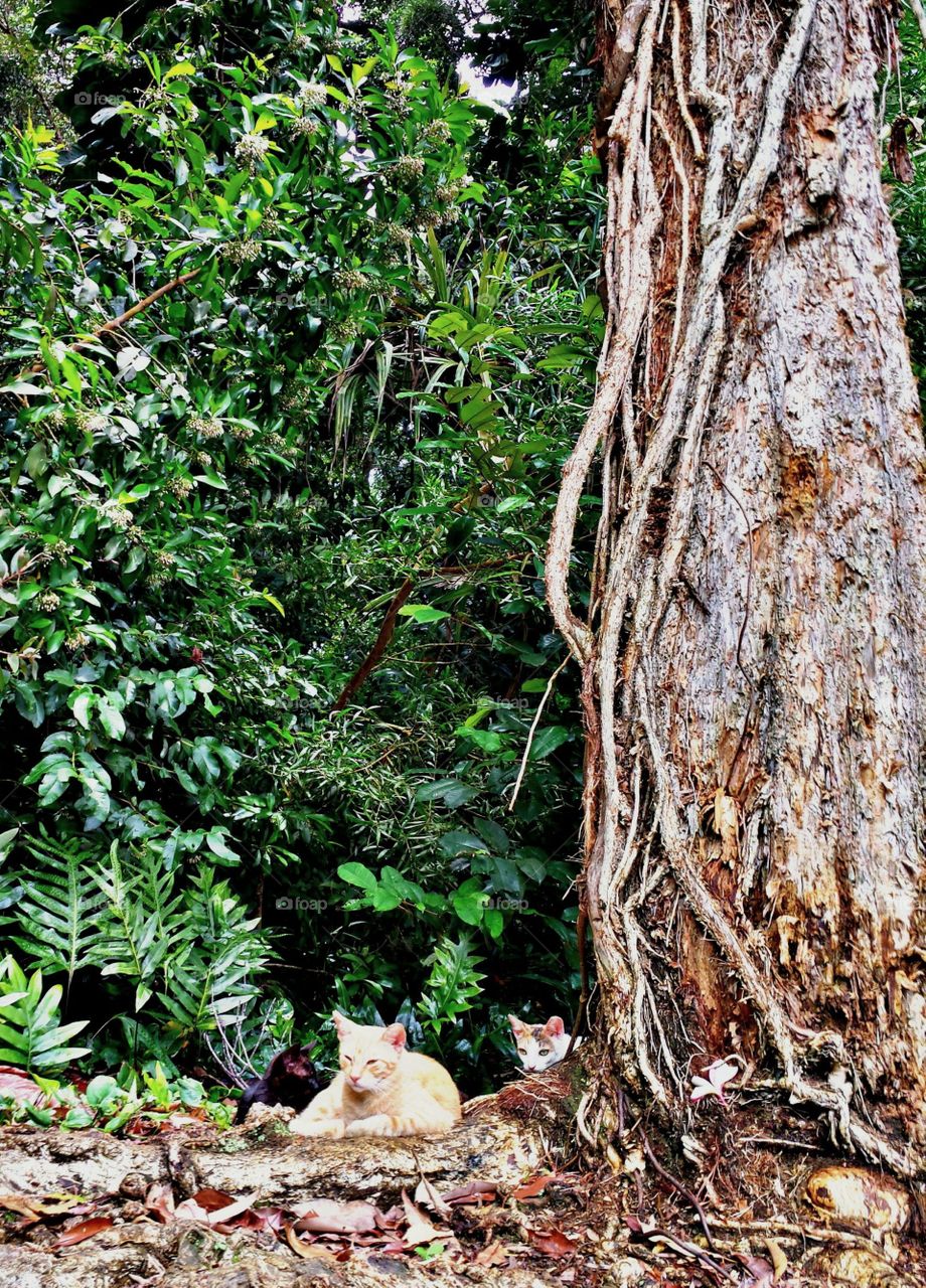 Jungle cat. Jungle cat