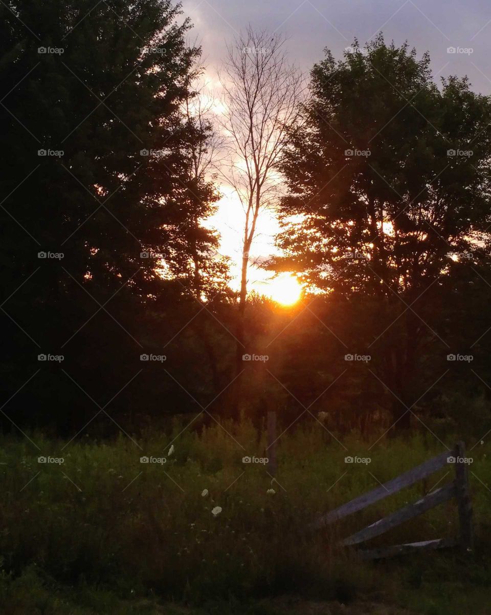 Dawn, Landscape, Tree, Sunset, Light