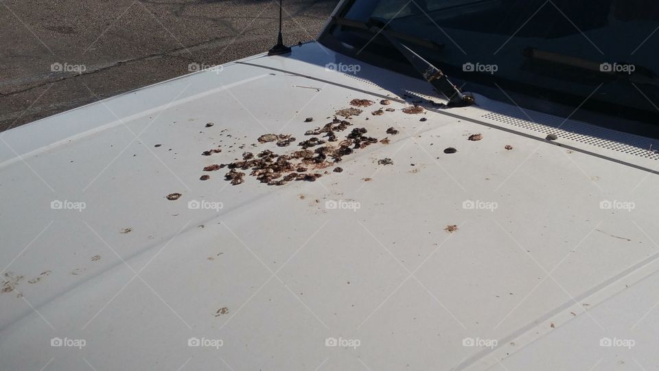 bird stuff on the hood of white truck
