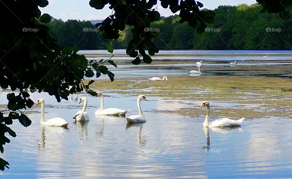 Swans on a pond