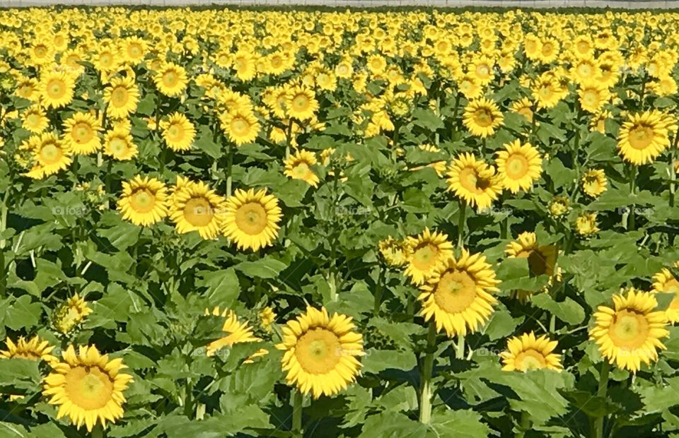 Sunflowers in bloom