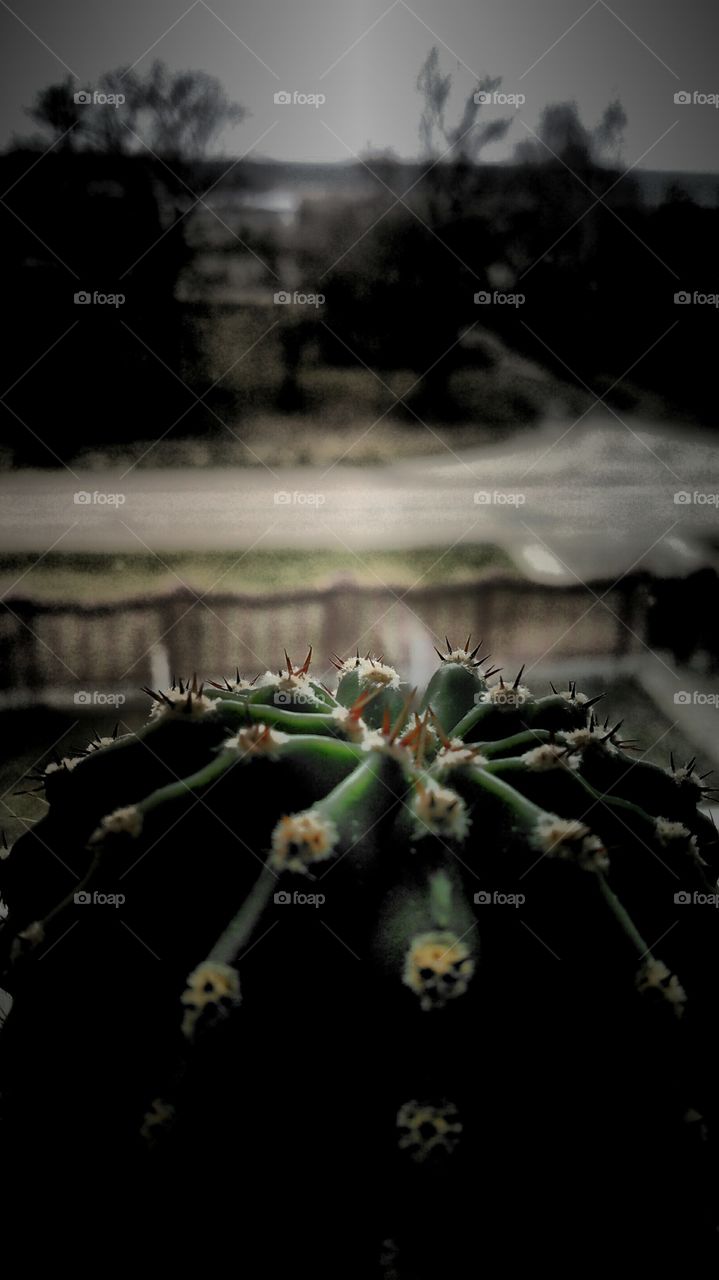 Кактус и мир за окном!