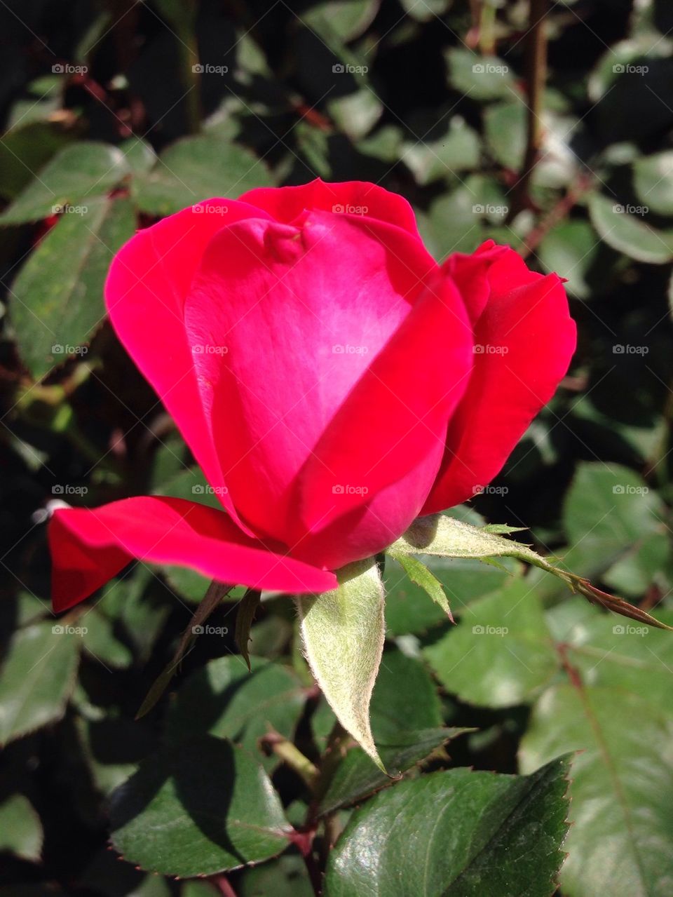 Red rose bud