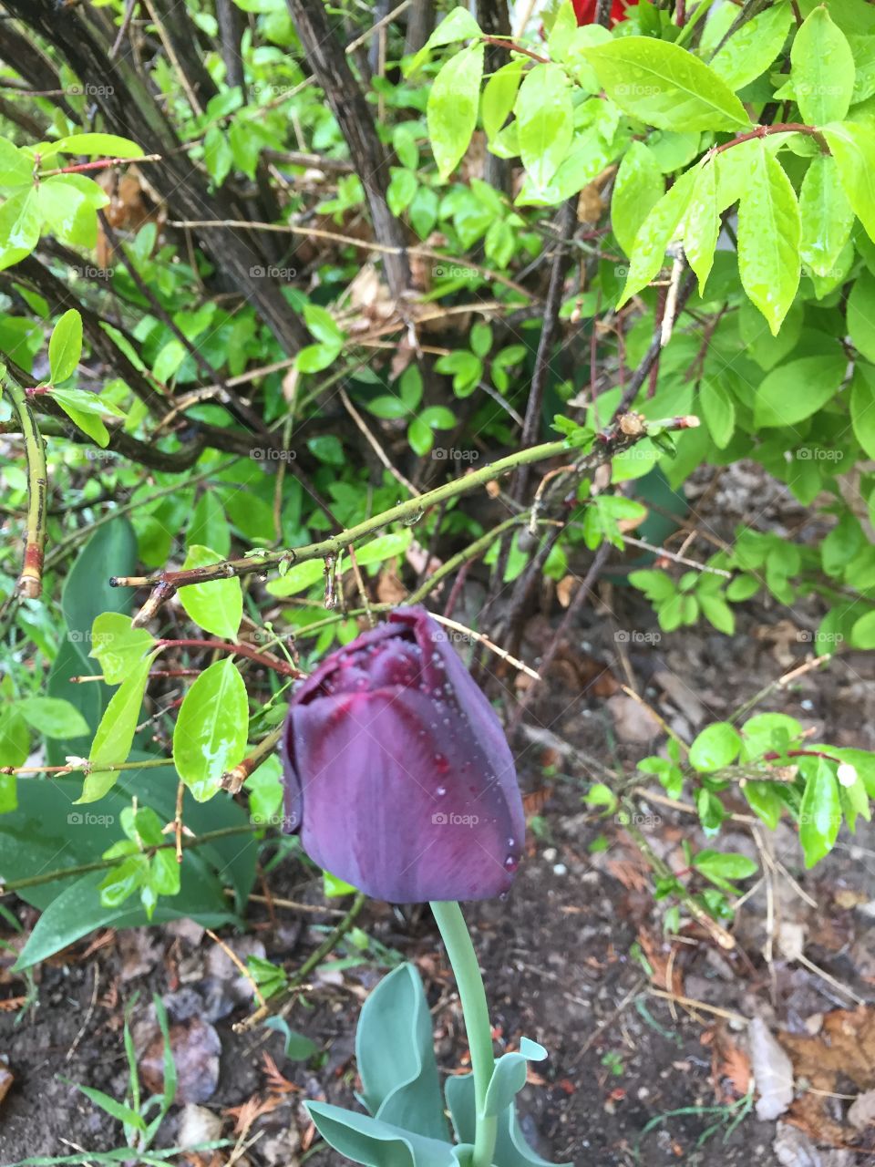 Purple Tulip in the rain-in front of a tree