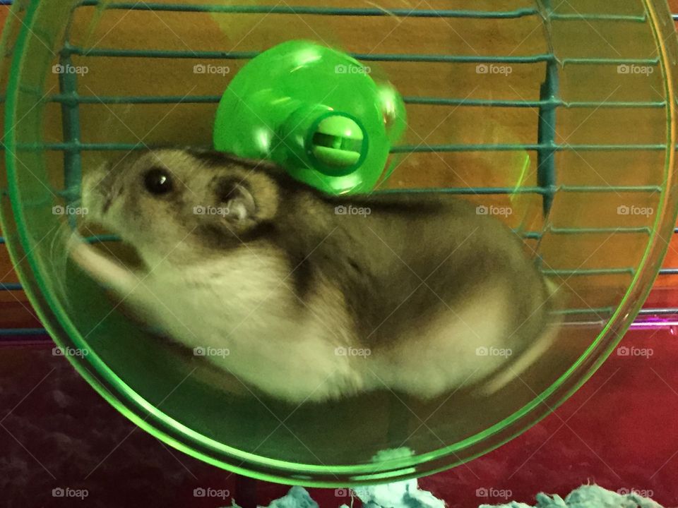 Winter hamster on a wheel