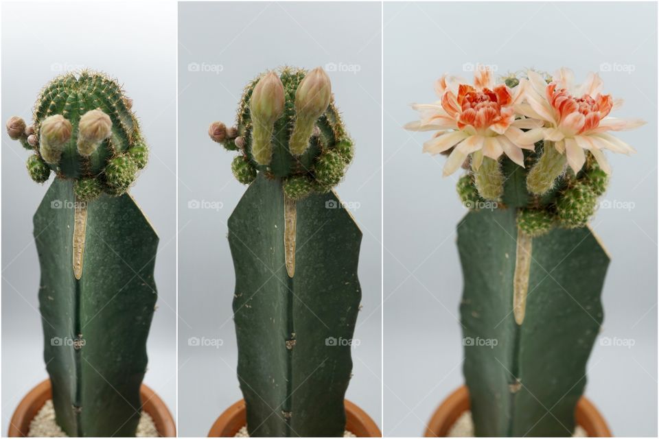 lobivia cactus flowers