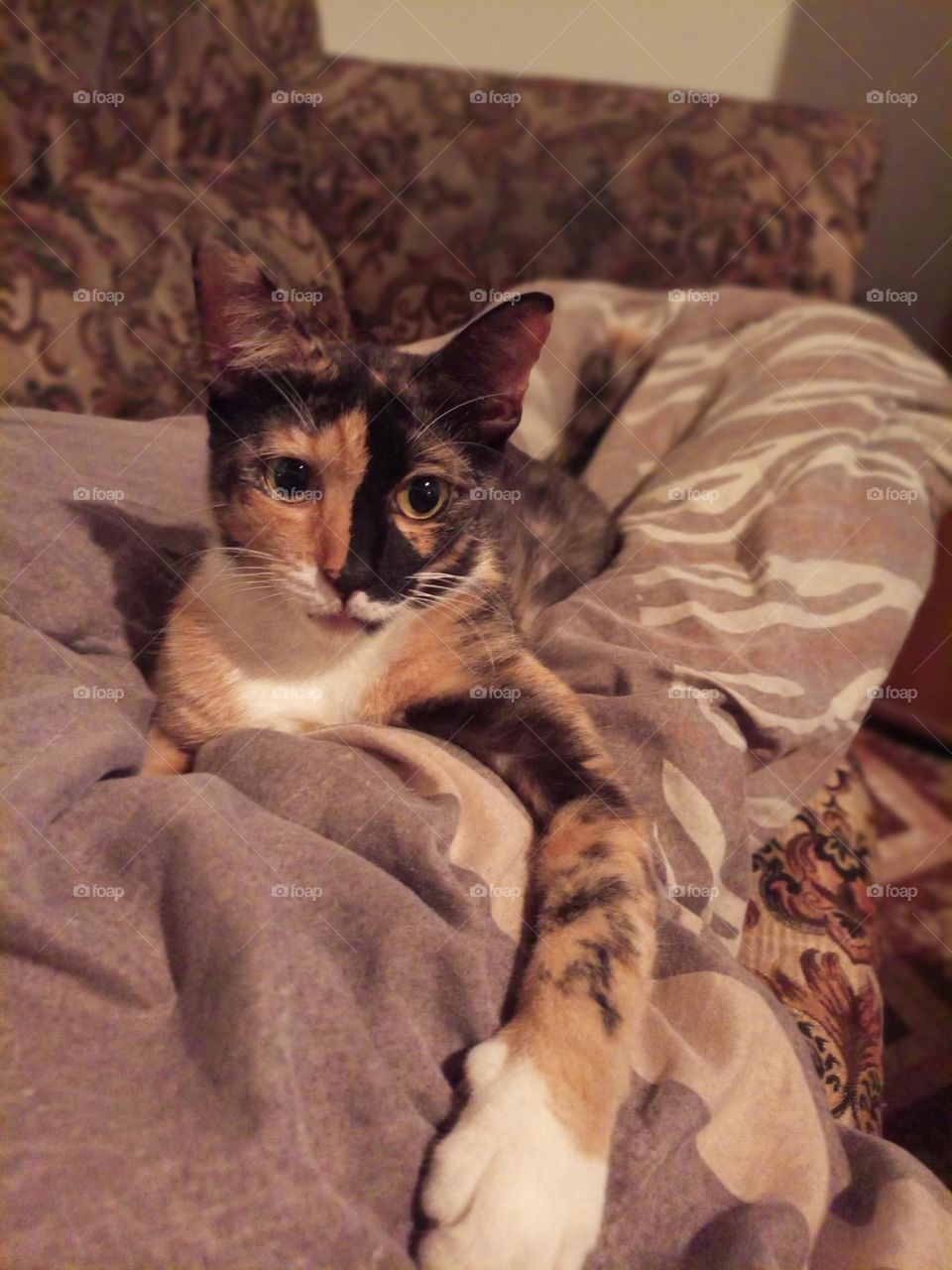 cat on the couch