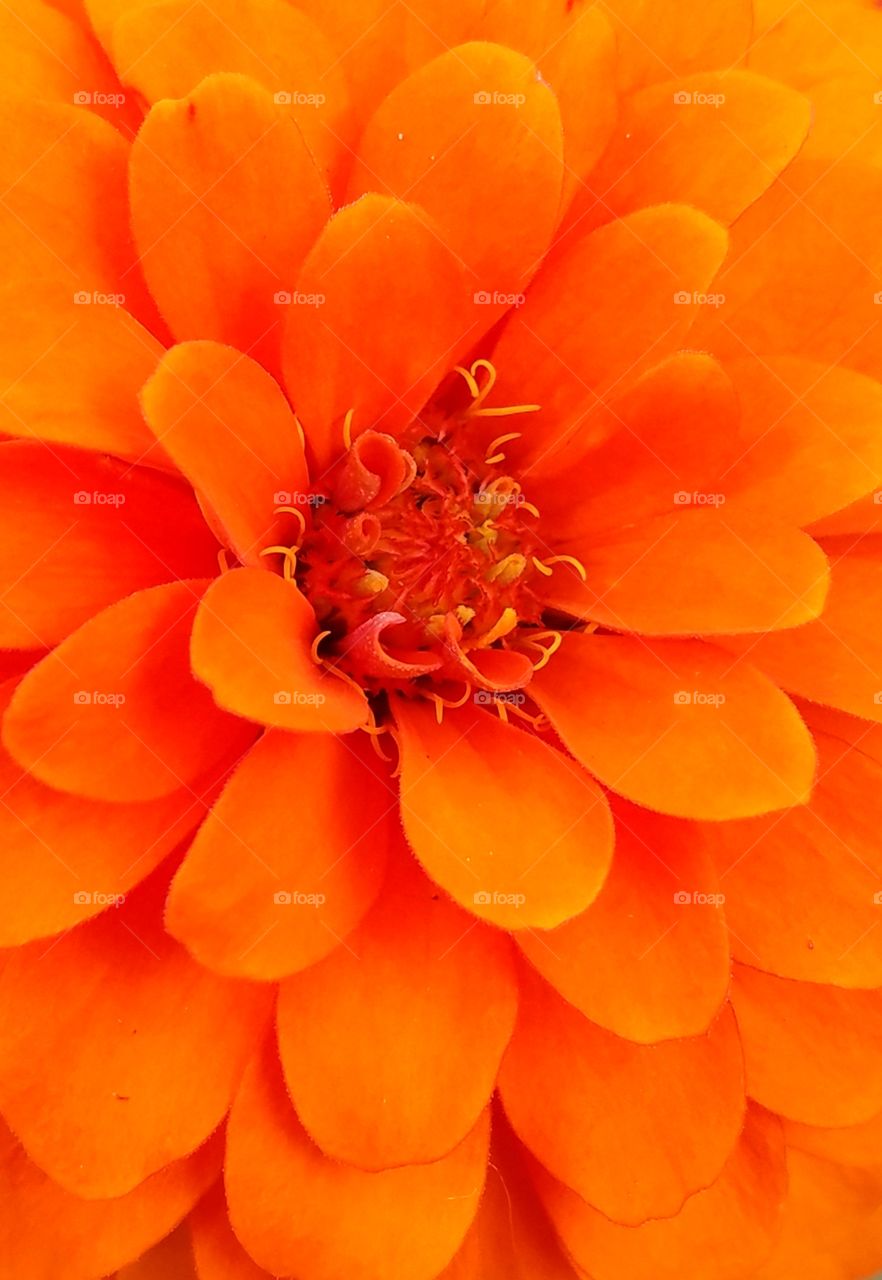 Orange Flower