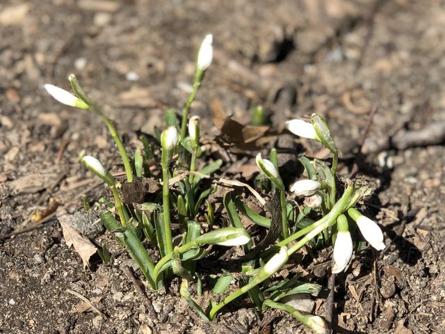 Snowdrops!