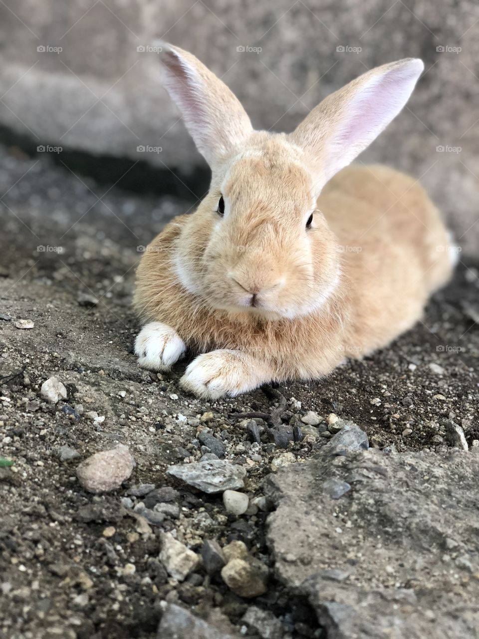 My bunny outside relaxing 