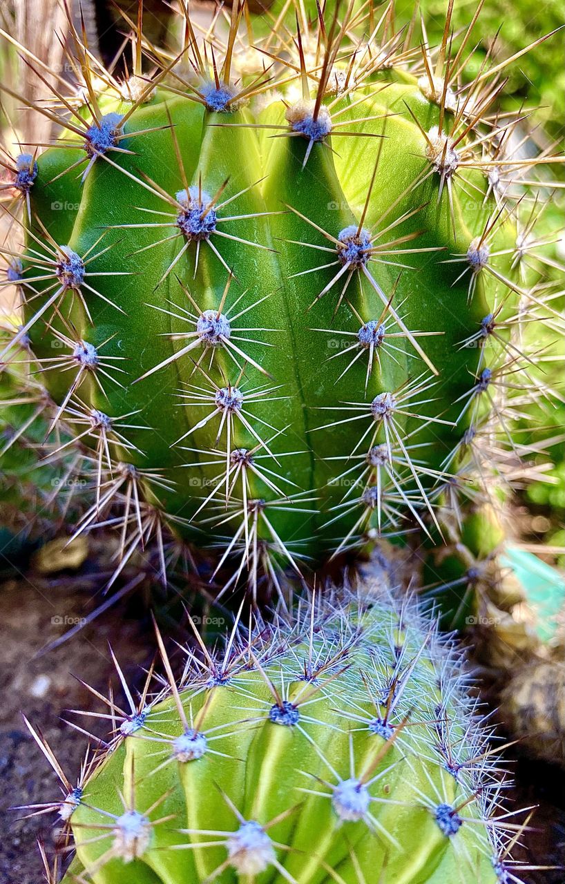 Cactus