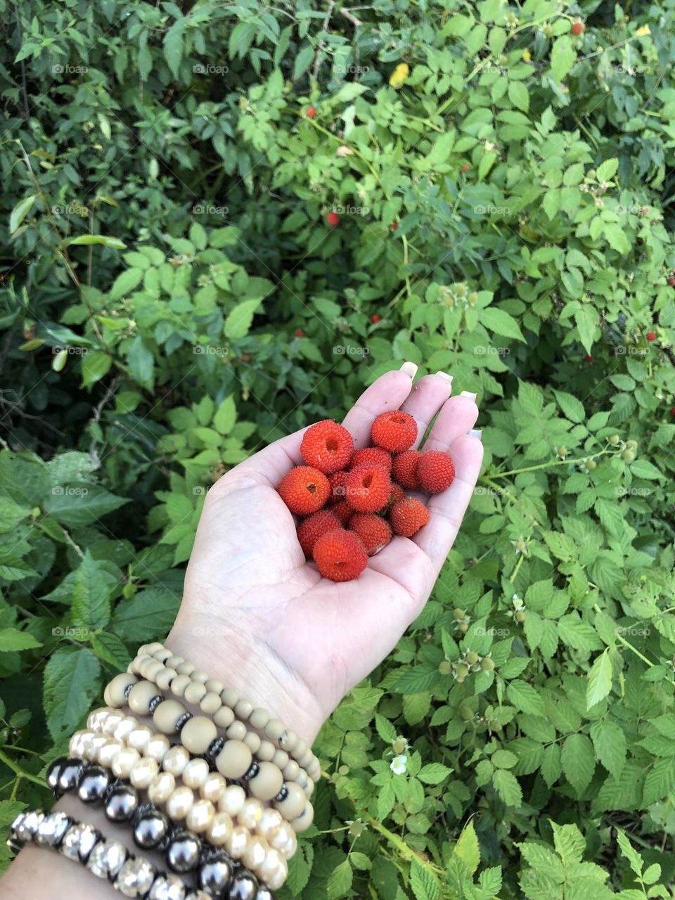 Frutas vermelhas ❣️