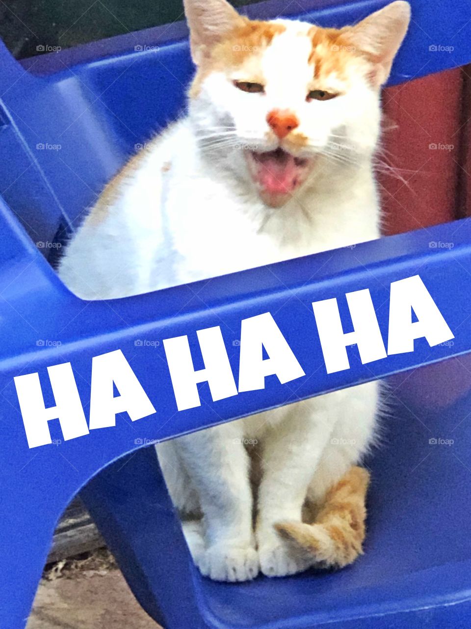 Cat laughs