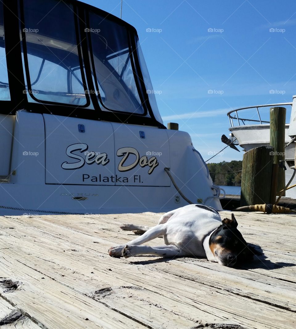 Boat Dog "Stretch," a Rat Terrier, enjoys sunning on the dock, in Satsuma, Florida.