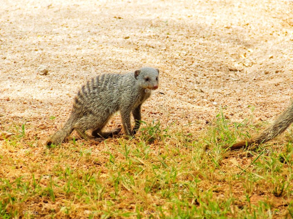 Mongoose
