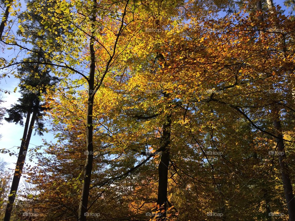 Fall, Tree, Leaf, Wood, Landscape