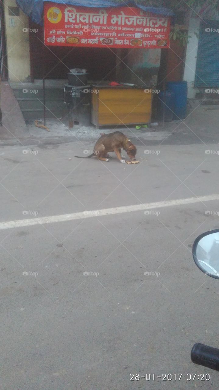 hungry dog near good shop