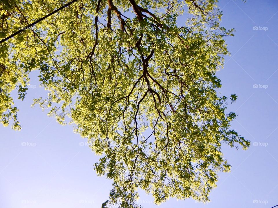 View of the pretty tree