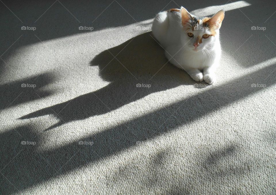 cat and shadows