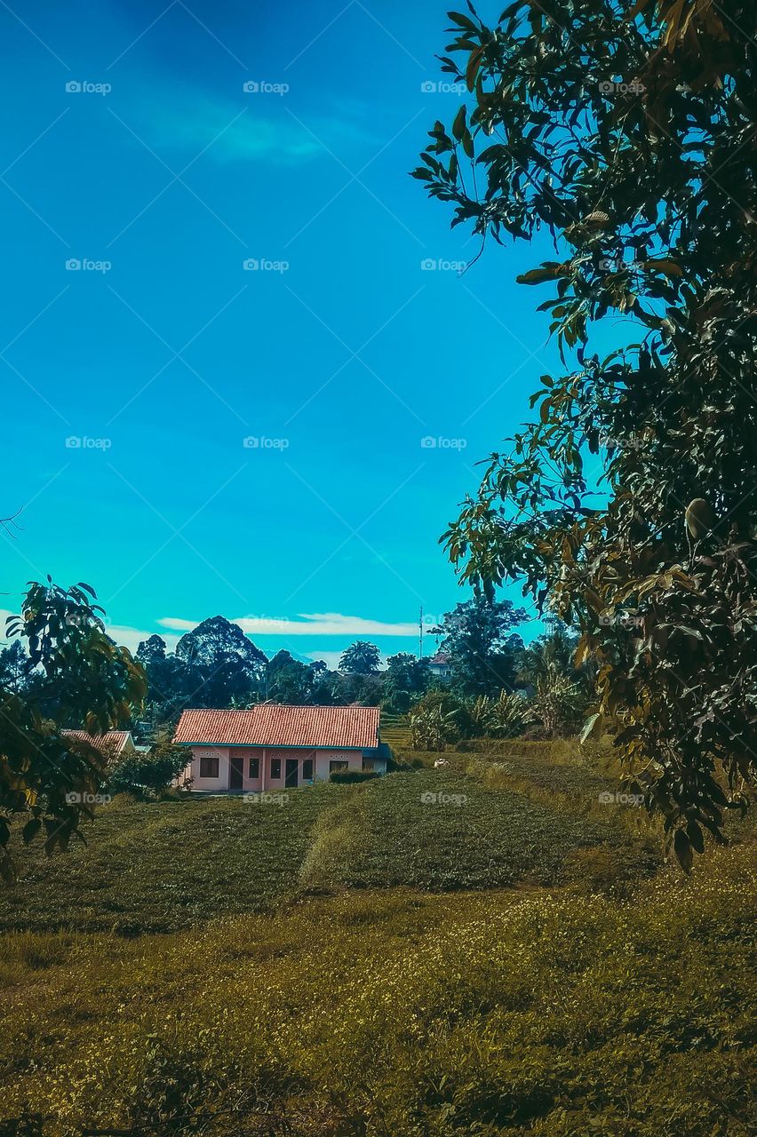 Wide view of rice fields. Ricefield. Garden. Park. Field. Tree. Leaf. Green. Grow. Plant. House. Home. Photography. Scenes. Scenery. Tranquil. View. Landscapes. Terracing. Sky. Blue sky. Cloud. Snaps.