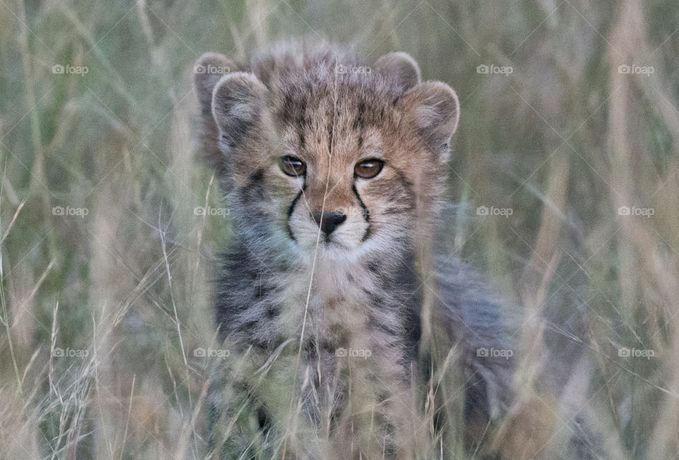 Cheetah cubs - mirror image