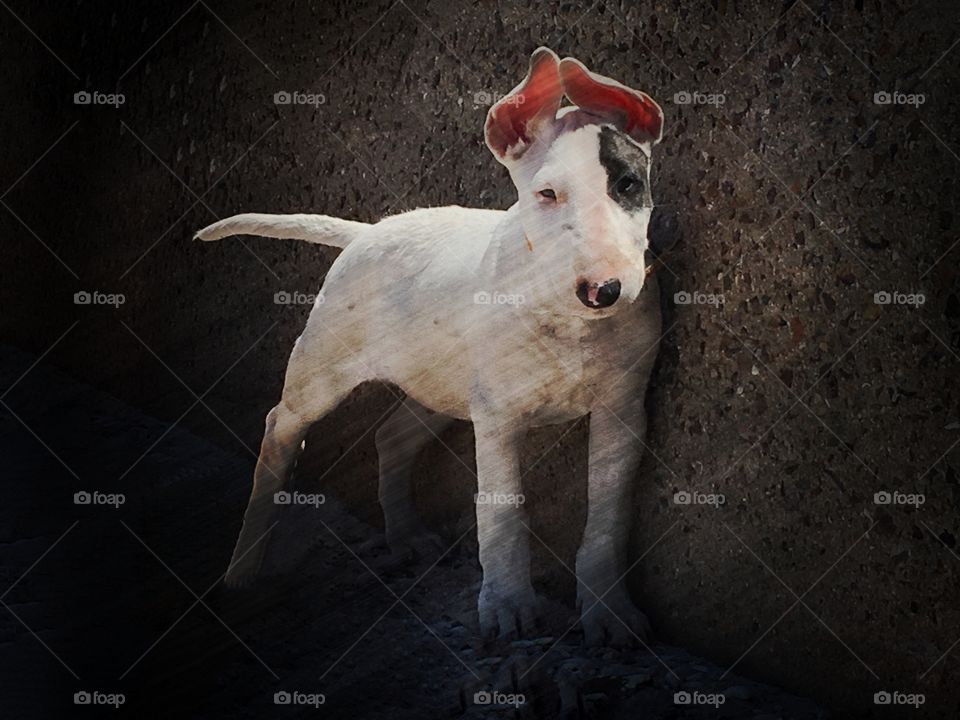 Bull terrier puppy grunge