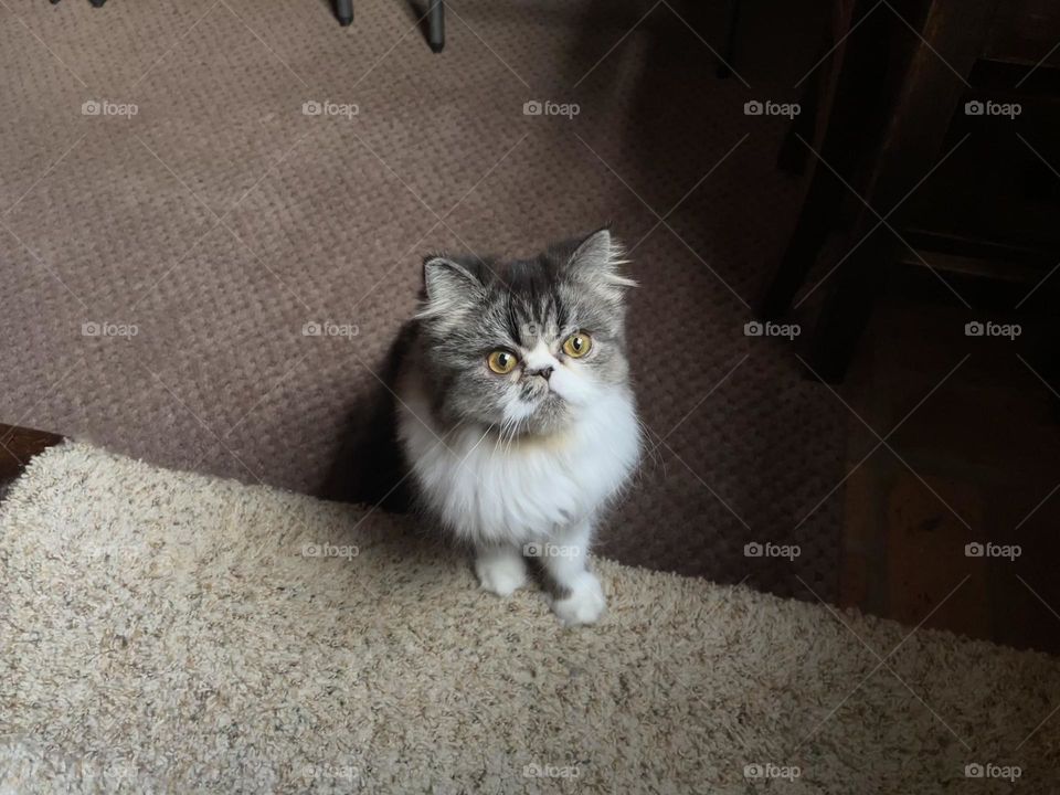 “What are you doing hooman?” 