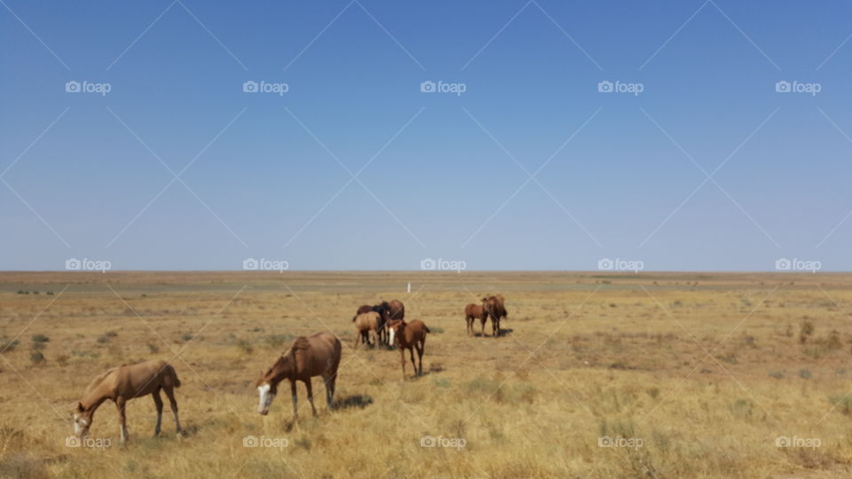 Horses on the field 