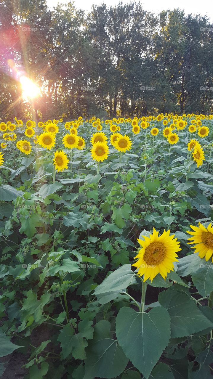 field  of sunflowers
