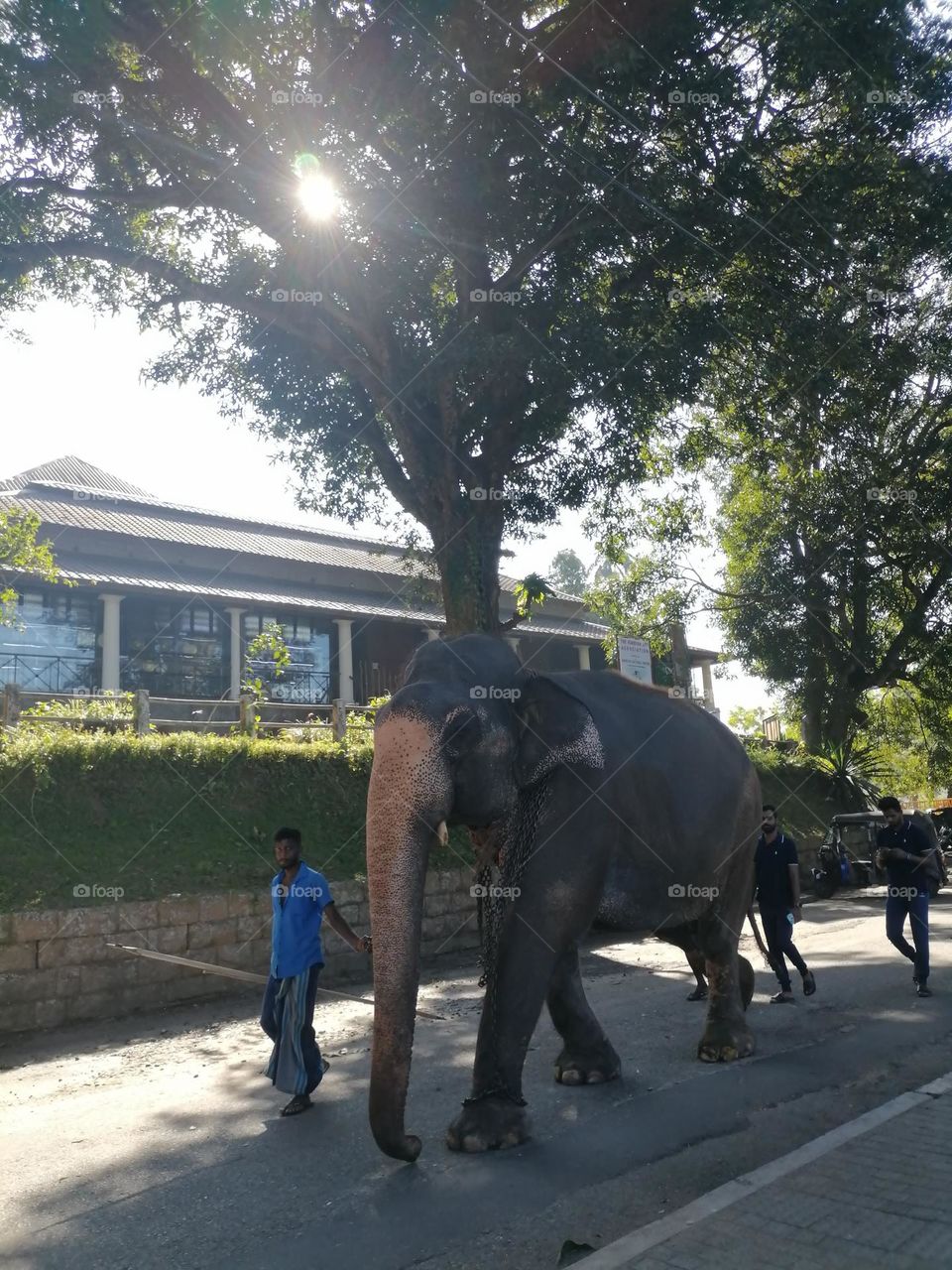 Majestic elephant roaming gracefully in its natural habitat, embodying strength and wisdom.