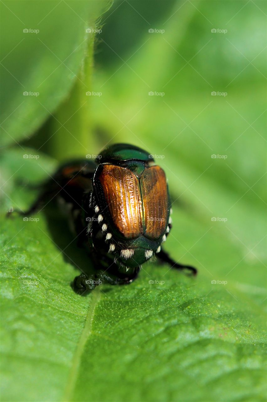 Double beetle