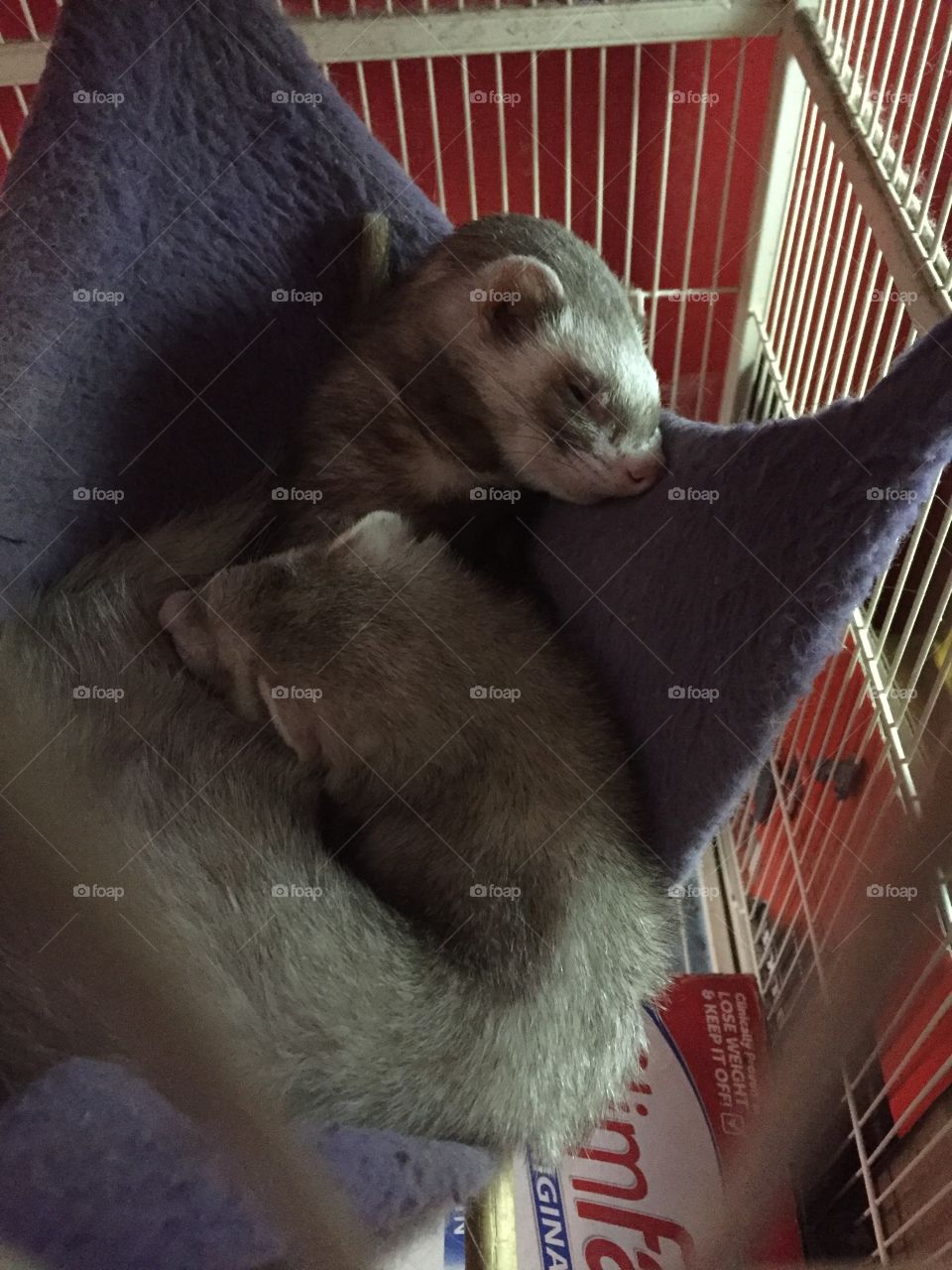 Sleeping ferrets