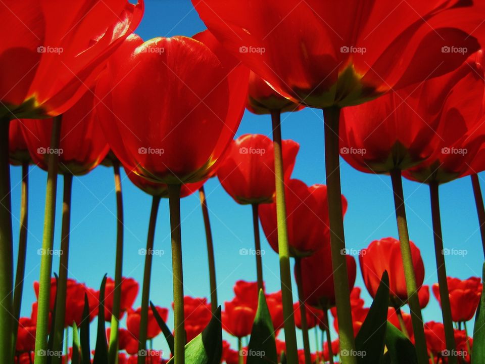 Macro shot of red tulips