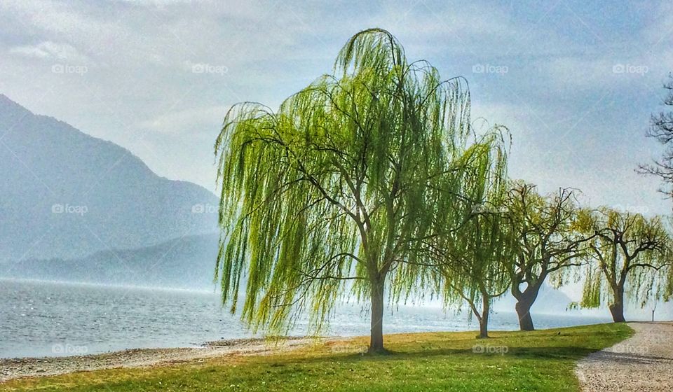 Weeping willows on the lake shore