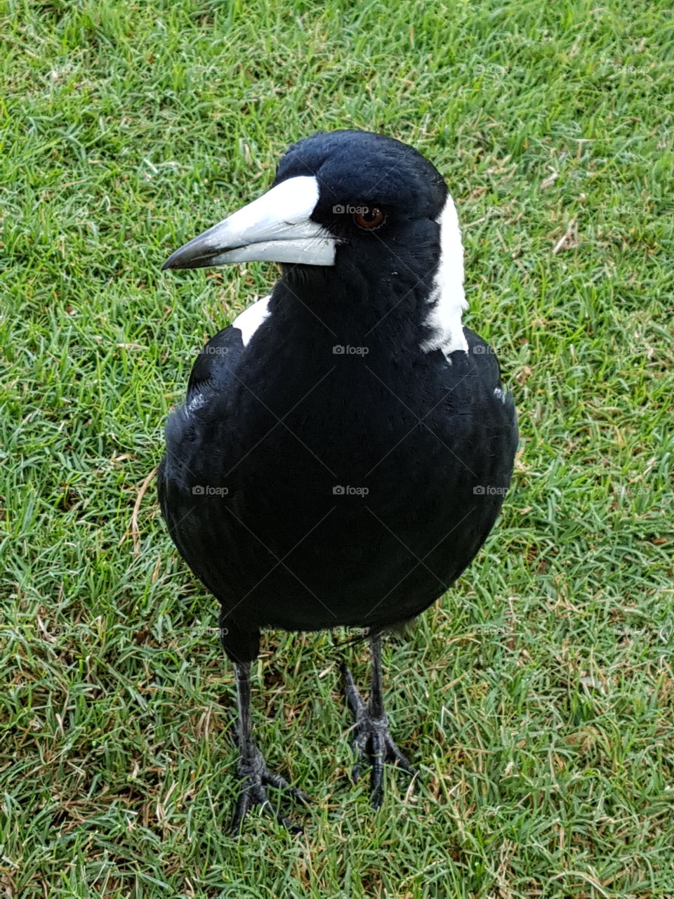 Australian magpie