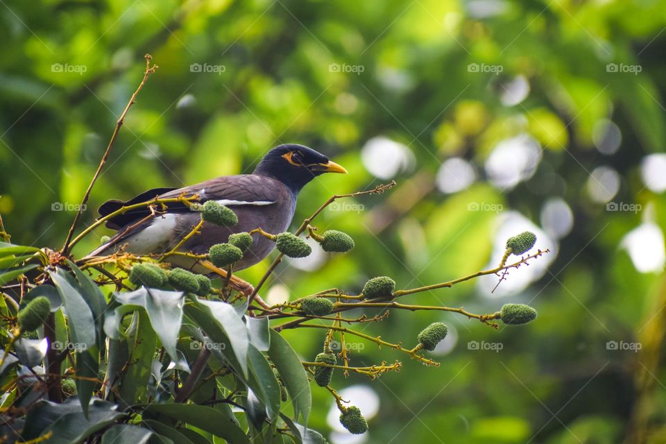 Bird perching on tree