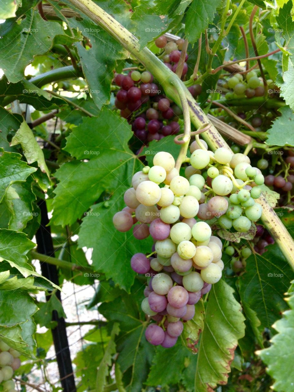 Grapes on tree