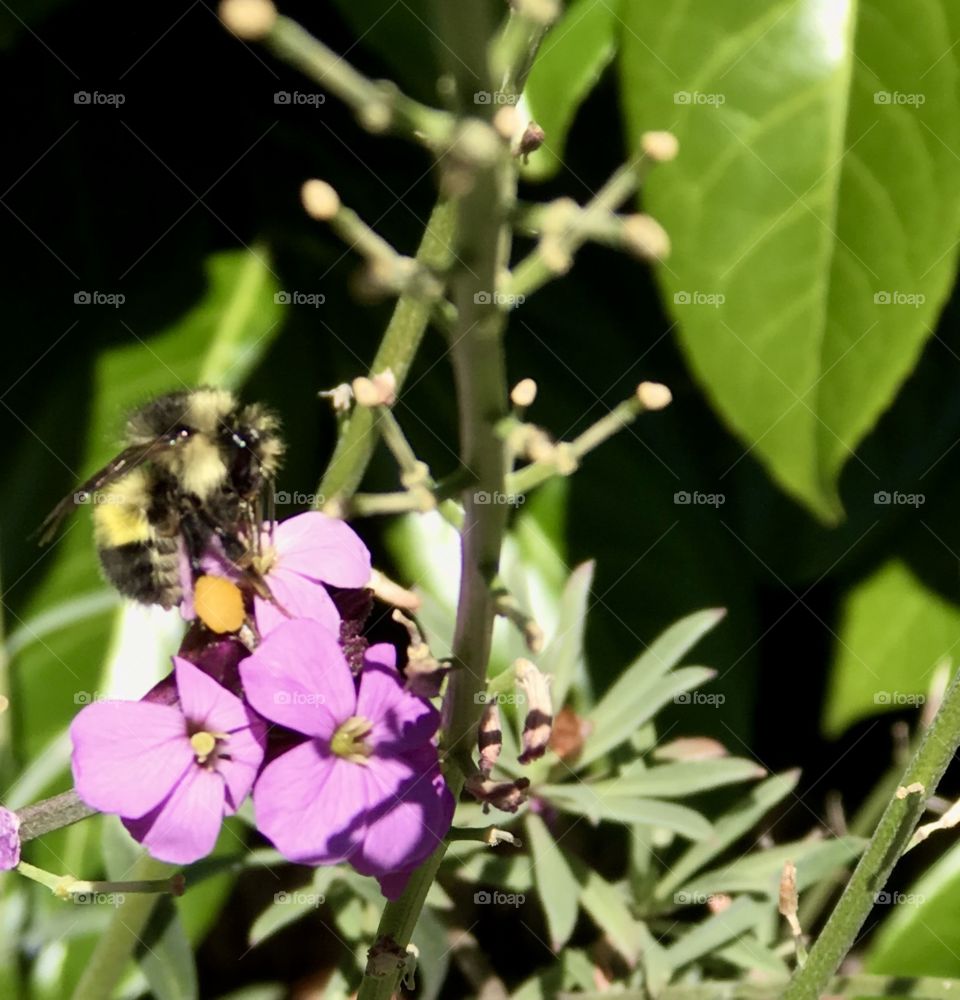 Bumble bee with a sac full of pollen