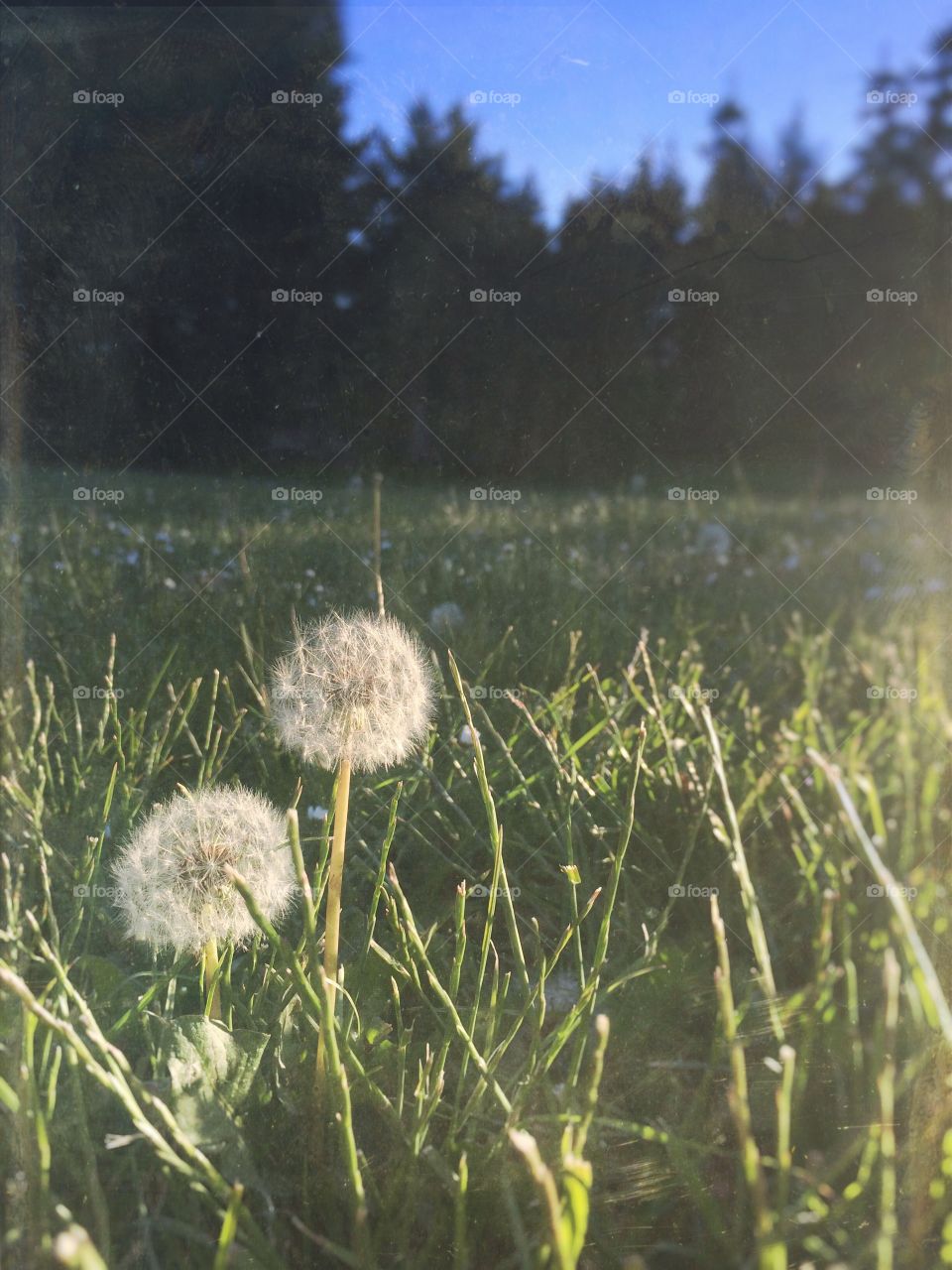 Dandelions in the meadow. 
