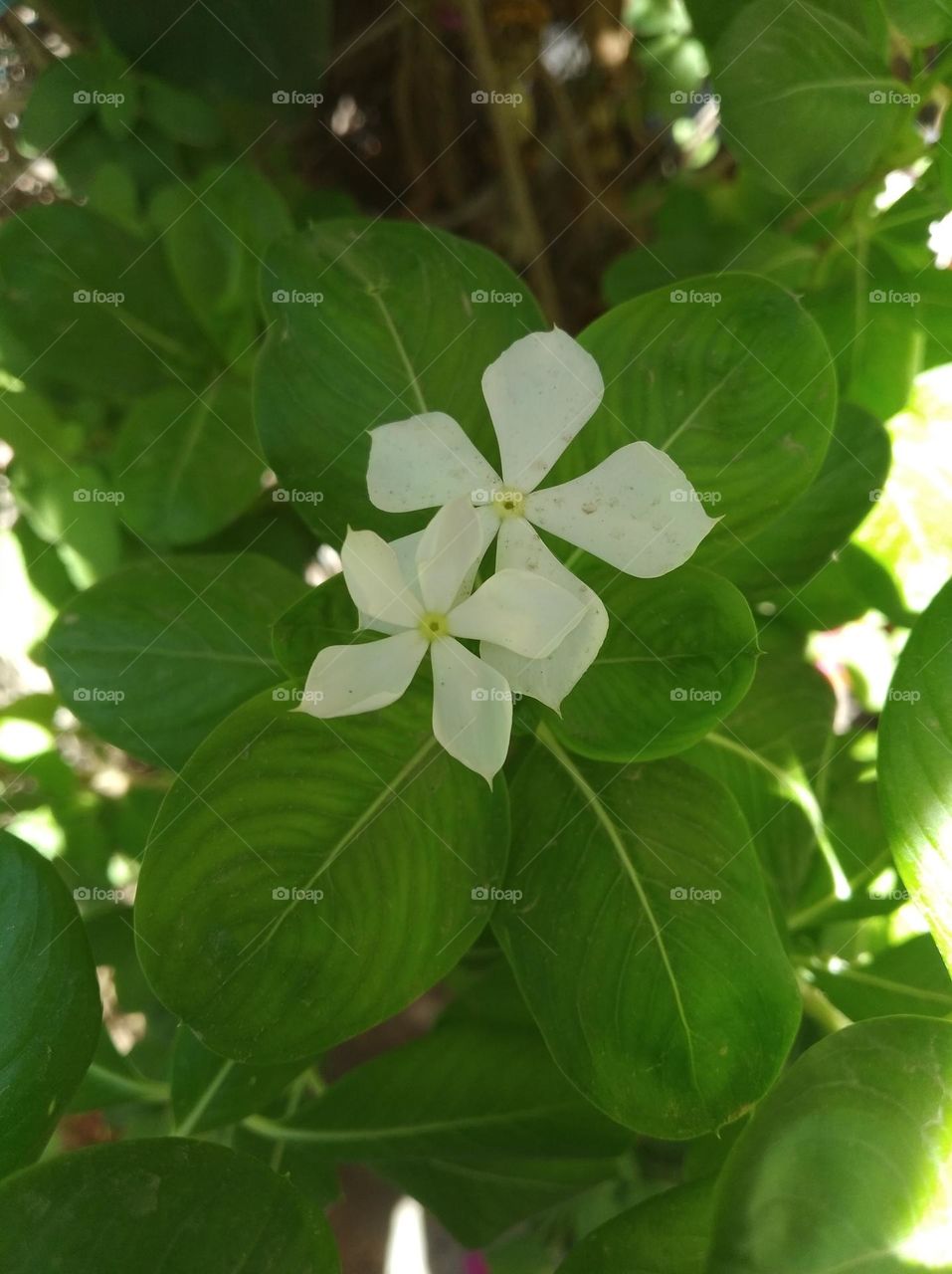 periwinkle white flower seasonal fresh looks very beautiful generally found everywhere seasonal