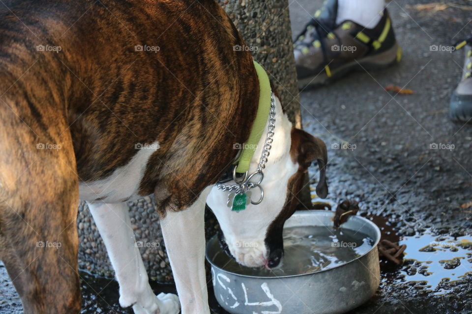 Thirsty dog