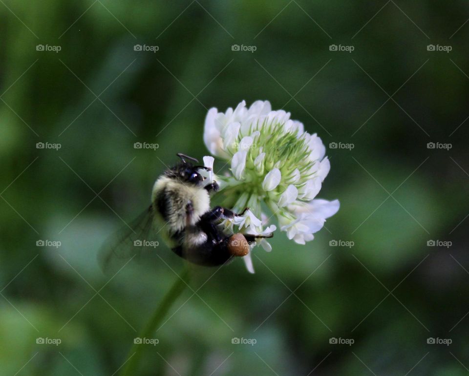 Bee Clover picking