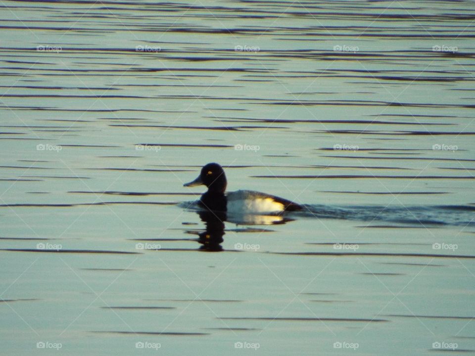 Duck on the Mississippi River 